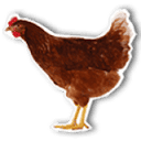FarmCamps.com